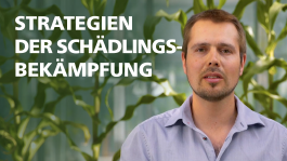Universität Bern, Vorschaubild zum Video «Insektenschädlinge bekämpfen - Der Maiswurzelbohrer»