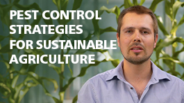 flashMOOCs University of Bern, Thumbnail to the video "Control Insect Pests - The Western Corn Rootworm"
