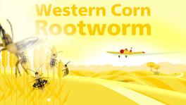 flashMOOCs University of Bern, Thumbnail to the video "Control Insect Pests - The Western Corn Rootworm"